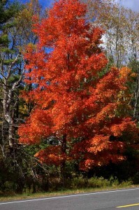 Fall foliage, Bailey Island, Maine