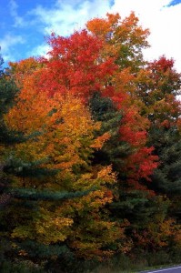 Fall colors, Bailey Island, Maine