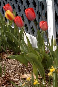 tulips, Brewster House, Freeport Maine