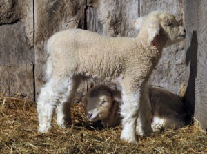 baby lambs in Freeport