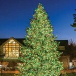 LL Bean Tree lit for Sparkle