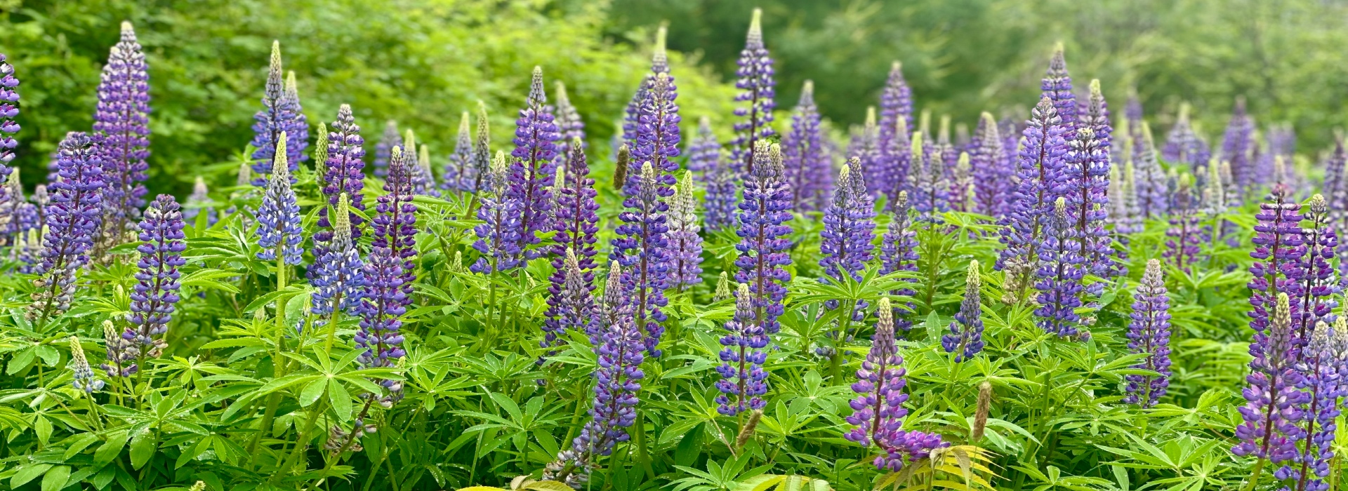 A long row of bluebonnets in a field of green