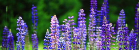 blue and purple lupin in bloom