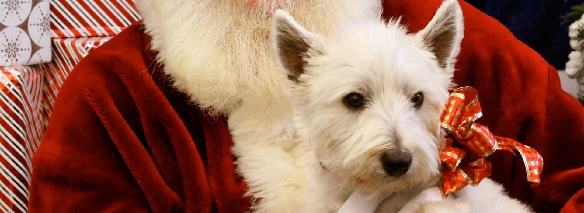 white dog sitting on santa's lap