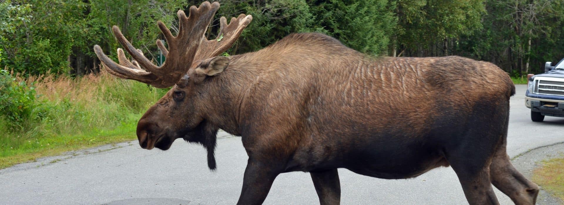 moose crossing a road