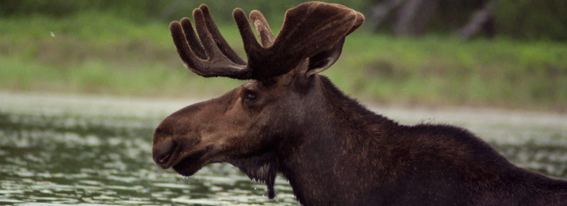 Moose in a lake