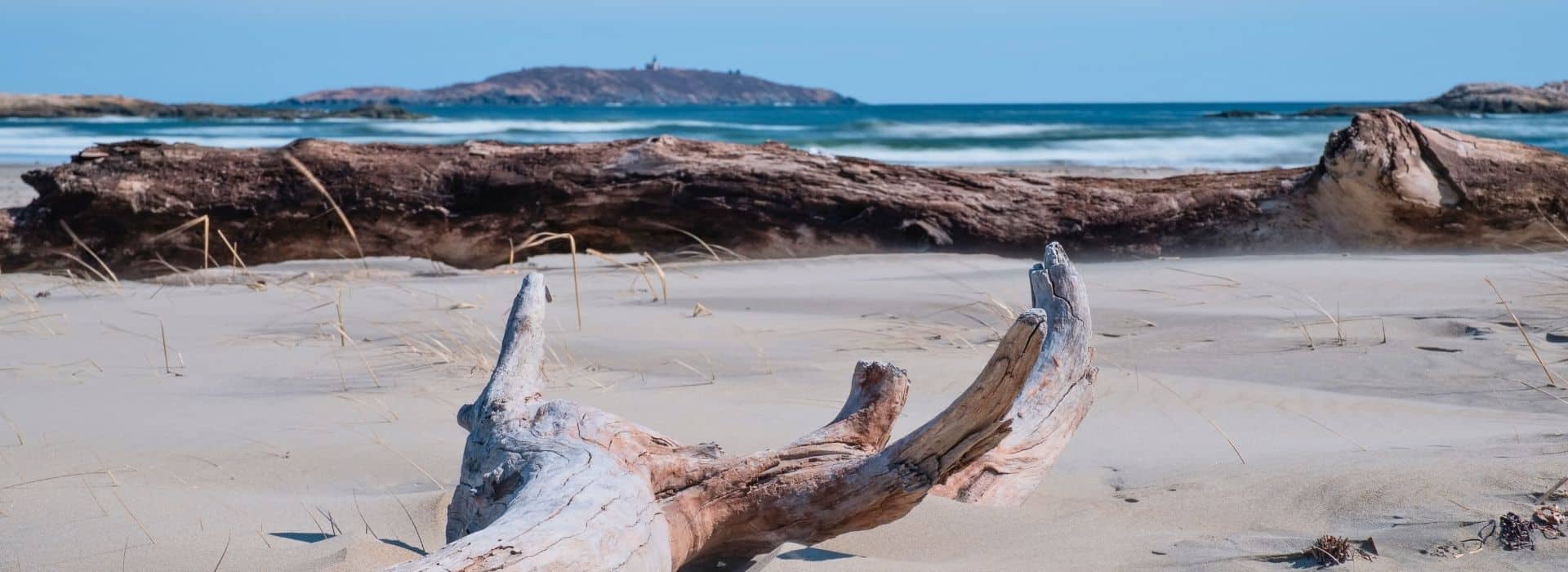 driftwood on the shore of popham beach