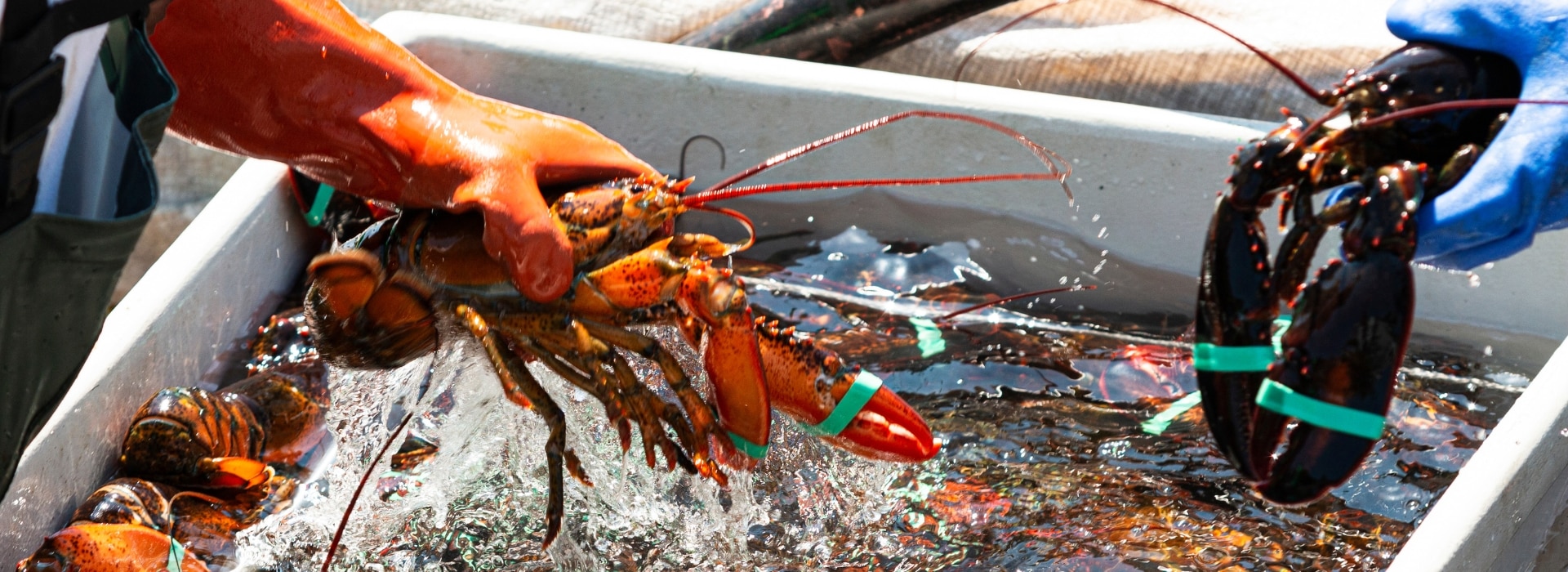 Live Maine lobster held by hand in orange glove