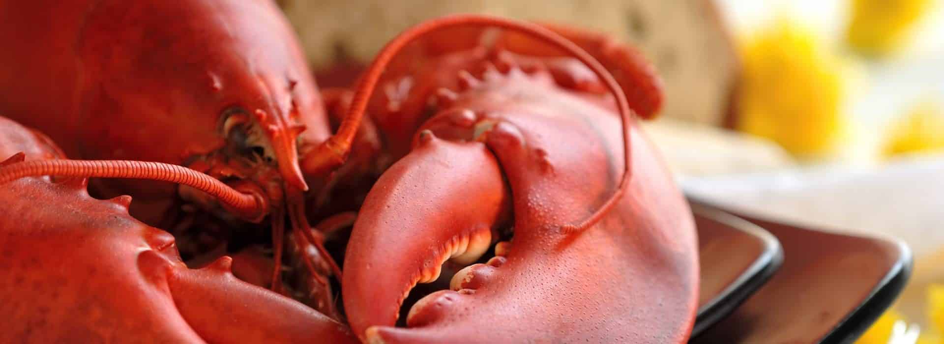 Close up view of bright red lobster