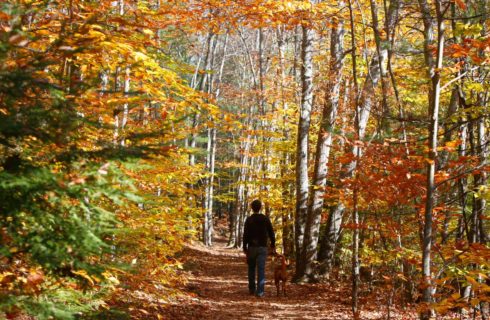 Man and dog walking through path surrounded by large trees with fall color