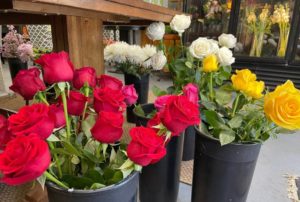 buckets of fresh roses at local florist